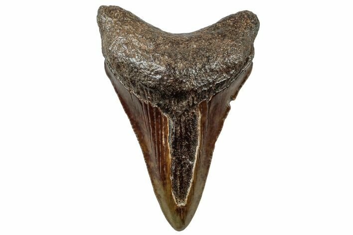 Juvenile Megalodon Tooth - South Carolina #312104